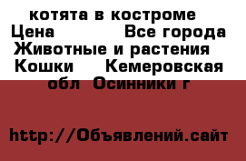 котята в костроме › Цена ­ 2 000 - Все города Животные и растения » Кошки   . Кемеровская обл.,Осинники г.